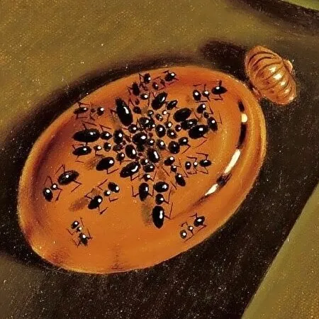 Му­равьи смер­ти