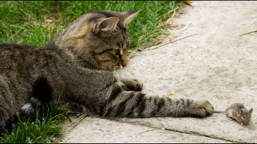 Сим­вол пло­доро­дия и уро­жая