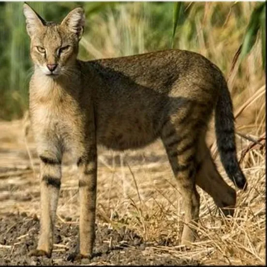 Ка­мышо­вый кот 