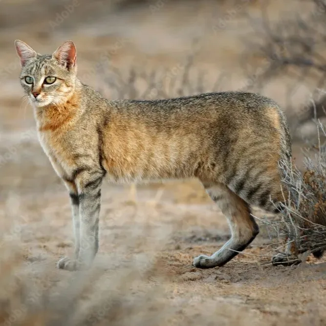 Степ­ная кош­ка