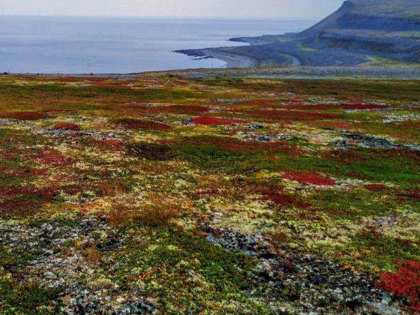 Аль­пий­ские чер­ты тун­дры