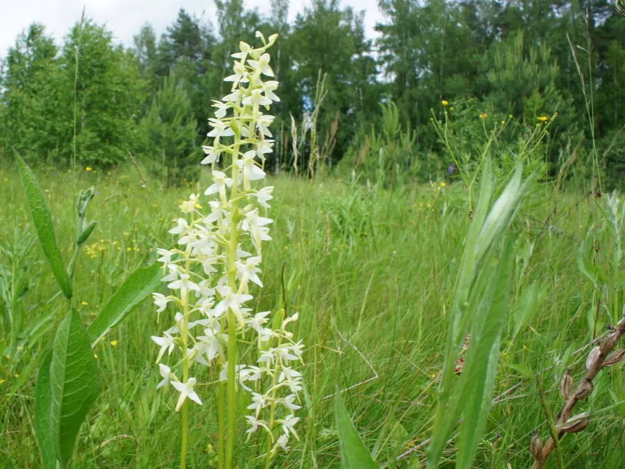 Фло­ра
