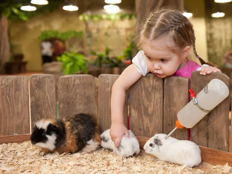 Стресс и трав­ма для жи­вот­ных