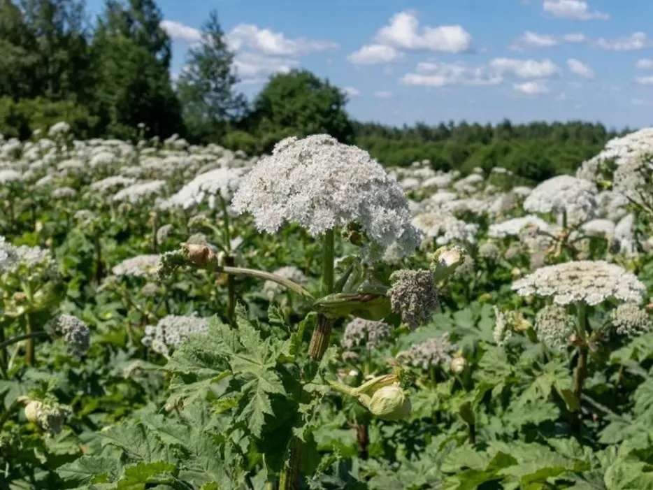 Мно­голет­ние